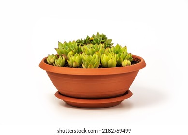 Sempervivum tectorum, commonly known as Common Houseleek in a flower pot with manny outgrowing offshoots isolated on white background - Shutterstock ID 2182769499