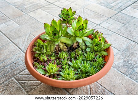 Sempervivum tectorum, commonly known as Common Houseleek in a flower pot with manny outgrowing offshoots