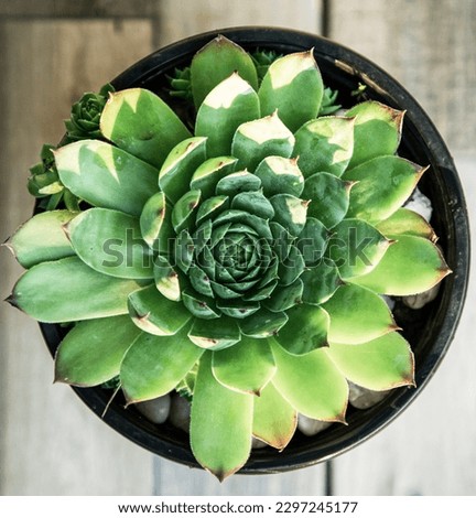 sempervivum tectorum, commonly known as Common Houseleek in a flower pot