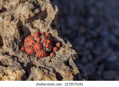 Sempervivum Tectorum Growing On Rocky Ground. Red Succulent In The Desert Landscape. Subtropical Houseleeks Gardening.
