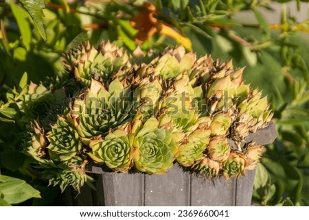 Sempervivum tectorum wallpaper. Mood of early autumn in the yard. Wonderful palette of green colors.