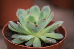 Sempervivum Tectorum,Common Houseleek, - Perennial Plant Growing In Flower Pot. Sempervivum In Nature, Great Healthy Plant For Herbal Medicine