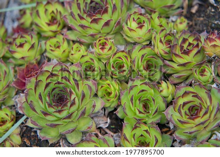 The Sempervivum tectorum,Common Houseleek, - perennial plant growing in flower pot. Sempervivum in nature