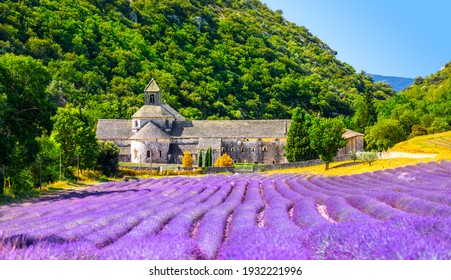 Senanque Abbey Gordes Provence Lavender fields Notre-Dame de Senanque, blooming purple-blue lavender fields Luberon France. Europe
