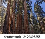 The Senate Group of Giant Sequoia Trees in Sequoia National Park, Central California