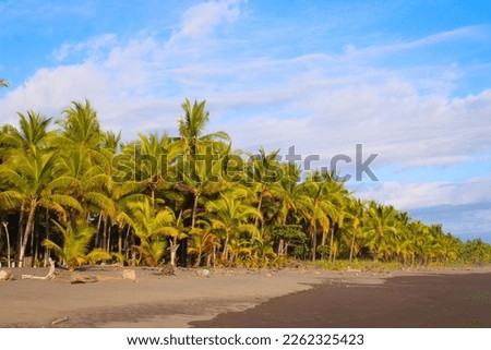 A send beach with a thick forest of palm trees on the coast of the Pacificocean,  Costa Rica 