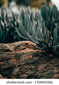 Senecio Mandraliscae (Blue Chalk Stick Succulent) 