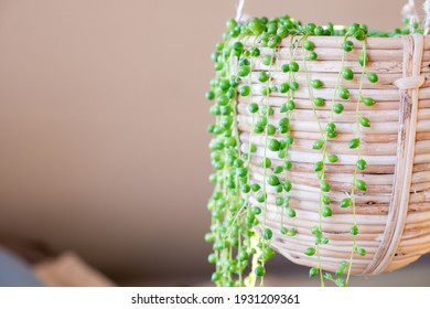 Senecio Rowleyanus House Plant In  Hanging Pot. String Of Pearls Plant, Succulent Plant Hanging In A Greenhouse, Calm Serenity Sunny Place Indoors String-of-pearls Or String-of-beads Native To Africa