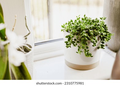 Senecio rowleyanus plant in white pot on the windows. Place for text. Home garden. - Powered by Shutterstock