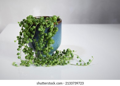 Senecio rowleyanus, string of pearls, houseplant with round green leaves in a blue ceramic pot. Isolated on a white background, in landscape orientation.