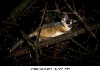 Senegal Bushbaby - Galago Senegalensis Also Senegal Galago, Lesser Galago Or Lesser Bush Baby, Small Nocturnal Primate Family Galagidae, Large Eyes, In The Dark Night.