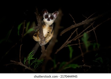 Senegal Bushbaby - Galago Senegalensis Also Senegal Galago, Lesser Galago Or Lesser Bush Baby, Small Nocturnal Primate Family Galagidae, Large Eyes, In The Dark Night.