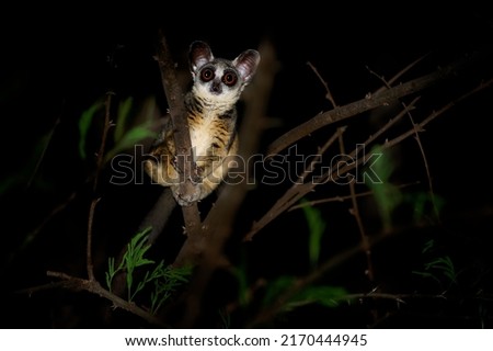 Senegal bushbaby - Galago senegalensis also Senegal galago, Lesser galago or Lesser bush baby, small nocturnal primate family Galagidae, large eyes, in the dark night.