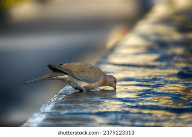 Senegal turtle dove (Streptopelia senegalensis) in Abu Dhabi. Watering hole from the city fountain
