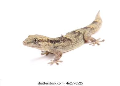 Senegambia Wall Gecko (Tarantula Senegambiae),The Gambia