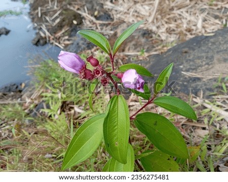 Senggani, Senduduk, Melastoma malabathricum L. A herbaceous plant with antibacterial properties capable of treating diarrheal diseases, wounds. Contains anthocyanin compounds used for natural dyes Stock photo © 