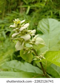 Senggugu herbal plant or its scientific name is Clerodendrum serratum (L.) Moon - Shutterstock ID 2282126741