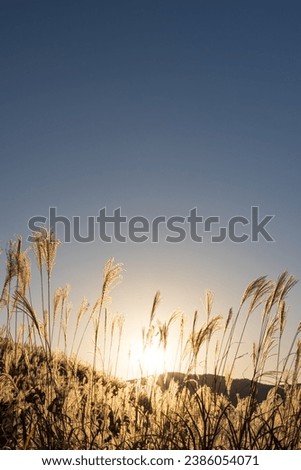 Similar – Dune grass in the evening sun