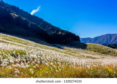 Sengokuhara Pampas Grass Fields Hakone Japan Stock Photo 1100274533 ...