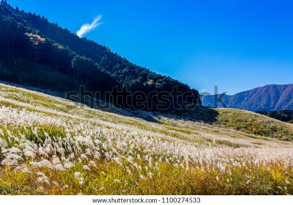 Sengokuhara Pampas Grass Fields Hakone Japan Stock Photo 1100274533 ...