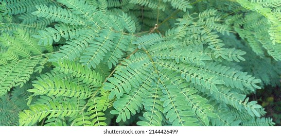 255 Albizia chinensis Images, Stock Photos & Vectors | Shutterstock