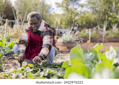 Senior African American farmer grandfather kneeling in his vegetable garden harvesting the crop from the orchard - Powered by Shutterstock