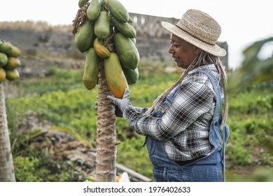 Senior African Farmer Woman Working At Garden While Picking Up Papaya Fruit - Focus On Woman Arm