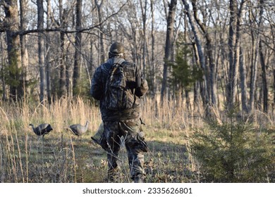 A senior aged, male turkey hunter walks toward his hen decoys during the spring turkey season in rural Missouri, MO, United States, US, USA. - Powered by Shutterstock