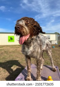 Senior Aged Purebred German Wirehaired Pointer Dog With Long Hair Blowing In Wind And Tongue Out Playing Outside Standing On Agility Table On Bright Sunny Day At Canine Enrichment Training Center 