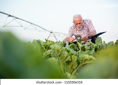 Senior Agronomist Or Farmer Examining Sugar Beet Or Soybean Leaves With Magnifying Glass. Irrigation System In Background. Organic Food Production.