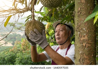 Senior Asian Durian Farmer At The Farm