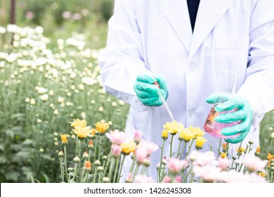 Senior Asian female scientist do experiment in field of chrysanthemum flower, wear green gloves, hold dropper and Erlenmeyer flask in hands. Research of agricultural development concept - Powered by Shutterstock