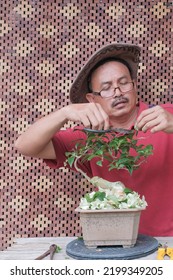 Senior Asian Man Trimming Bonsai Tree. Bougainvillea Tree.