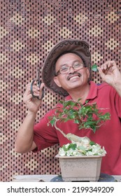 Senior Asian Man Trimming Bonsai Tree. Bougainvillea Tree.