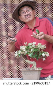 Senior Asian Man Trimming Bonsai Tree. Bougainvillea Tree.