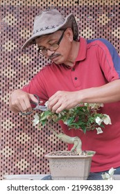 Senior Asian Man Trimming Bonsai Tree. Bougainvillea Tree.