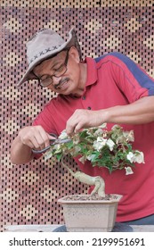 Senior Asian Man Trimming Bonsai Tree. Bougainvillea Tree.