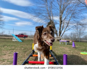 Senior Australian Shepherd, Dog Playing Outside 