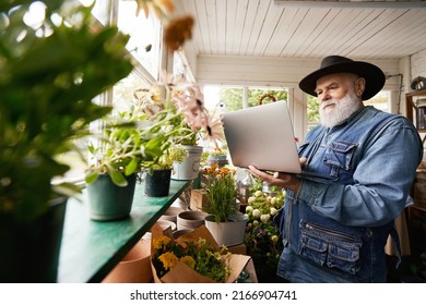 Senior Bearded Florist With Laptop At Work