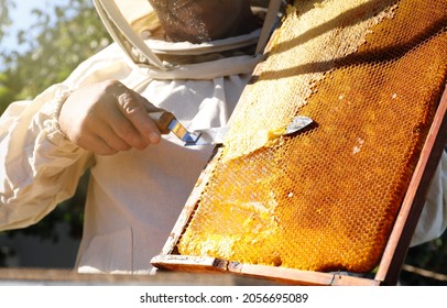 Senior beekeeper uncapping honeycomb frame with knife at table outdoors, closeup - Powered by Shutterstock