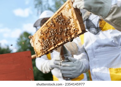 Senior beekeeping couple examining honeycomb frame at apiary farm - Powered by Shutterstock