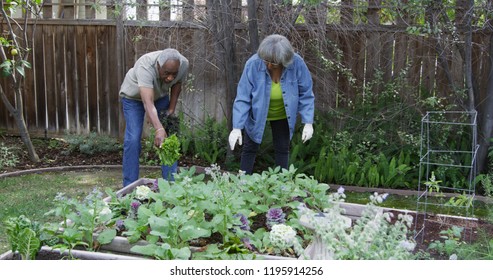 Senior Black Couple Gardening In Backyard