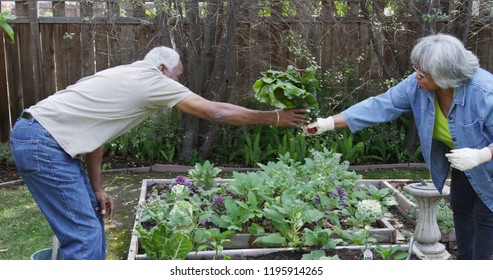 Senior Black Couple Gardening Together In Yard