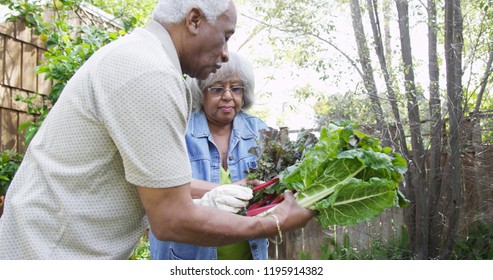 Senior Black Couple Gardening Together