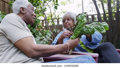 Senior Black Couple Talking About Vegetables In Garden