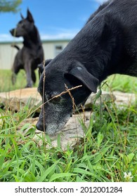 Senior Black Dog Sniffing Outside On Rocks And Grass 