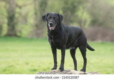 Senior Black Lab Dog In The Park