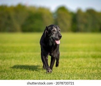 Senior black labrador retriever is running - Powered by Shutterstock