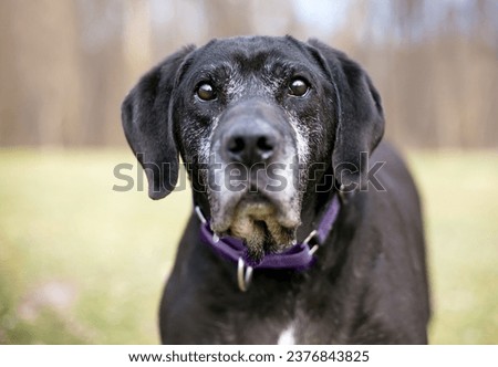 A senior black Retriever mixed breed dog with gray fur on its face