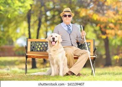 Senior blind gentleman sitting on a wooden bench with his labrador retriever dog, in a park